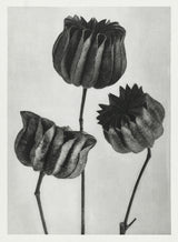 Abutilon by Karl Blossfeldt