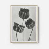 Abutilon by Karl Blossfeldt