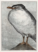 Herring Gull by Theo van Hoytema