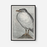 Herring Gull by Theo van Hoytema