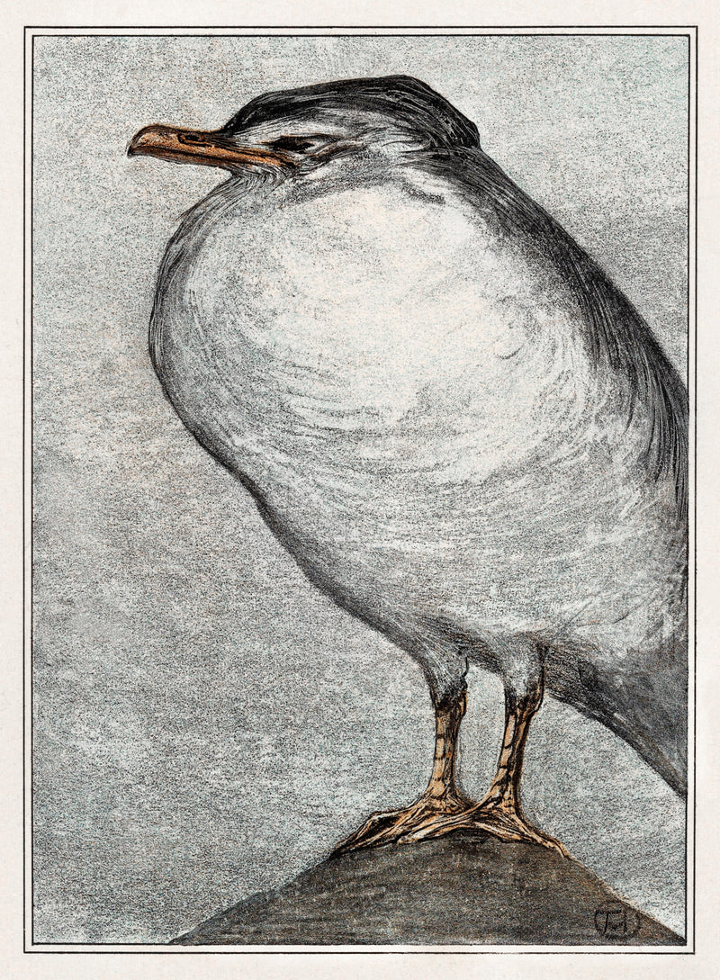 Herring Gull by Theo van Hoytema
